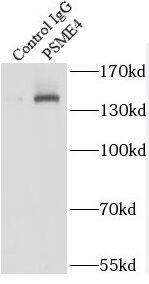 PSME4 Antibody - BSA Free