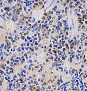 Proteasome 19S S3 Antibody - BSA Free