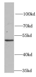 PSMD12 Antibody - BSA Free