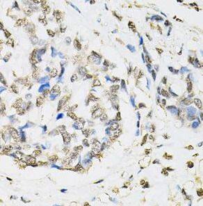 Proteasome beta 1 Antibody - BSA Free