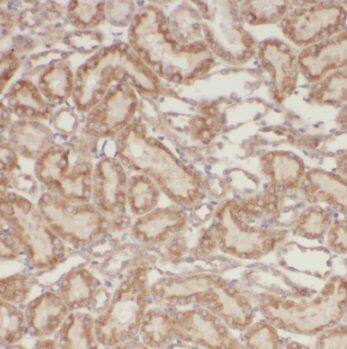 PSMA8 Antibody - BSA Free