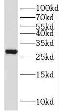 PSMA8 Antibody - BSA Free