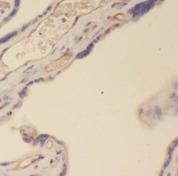 PSG4 Antibody - BSA Free