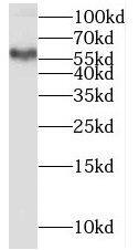 PSAPL1 Antibody - BSA Free