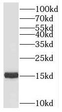 PRRG2 Antibody - BSA Free