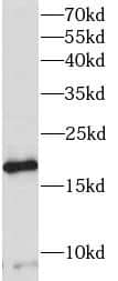 PRR13 Antibody - BSA Free