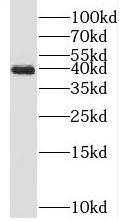 PAP39 Antibody - BSA Free