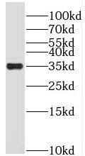 PRPS1 Antibody - BSA Free