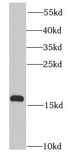 Prokineticin 2 Antibody - BSA Free