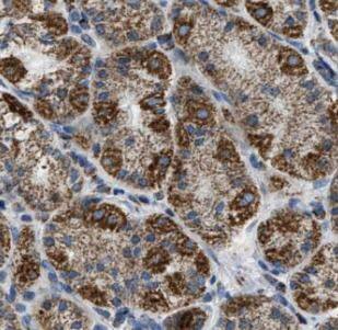 Gastrin-releasing Peptide/Bombesin/Neuromedin C Antibody - BSA Free