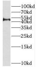 PRMT8 Antibody - BSA Free