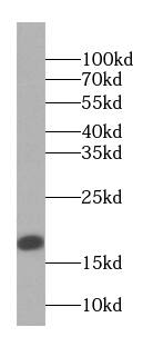 PRH1 Antibody - BSA Free