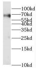 PRCC Antibody - BSA Free