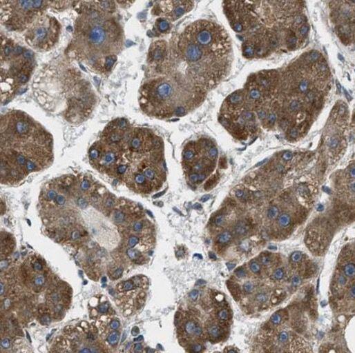 PRAP1 Antibody - BSA Free