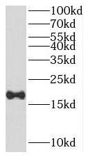 PRAP1 Antibody - BSA Free