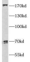 PPRC1 Antibody - BSA Free