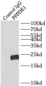 PPPDE1 Antibody - BSA Free
