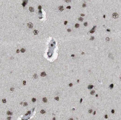 G5pr Antibody - BSA Free