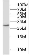 PPIL6 Antibody - BSA Free