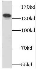 PPFIA3 Antibody - BSA Free