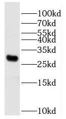 PPAPDC3 Antibody - BSA Free