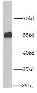 PPAN Antibody - BSA Free