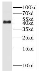 BRN4 Antibody - BSA Free