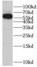 POTEH Antibody - BSA Free
