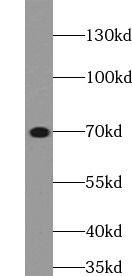 POTED Antibody - BSA Free