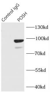 SH3MD2 Antibody - BSA Free