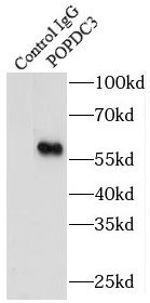 POPDC3 Antibody - BSA Free