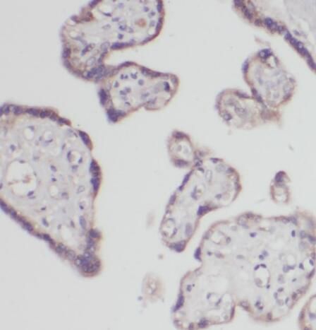 POPDC3 Antibody - BSA Free