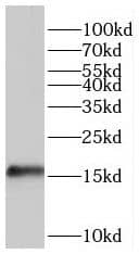 HSPC014 Antibody - BSA Free
