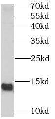 POLR3K Antibody - BSA Free