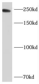 NAG Antibody - BSA Free