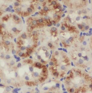 NARS2 Antibody - BSA Free