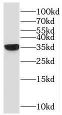 NAPG Antibody - BSA Free