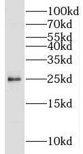 N6AMT2 Antibody - BSA Free