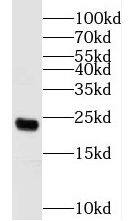 HEMK2 Antibody - BSA Free