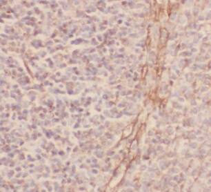 MYSM1 Antibody - BSA Free