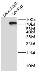 MYSM1 Antibody - BSA Free