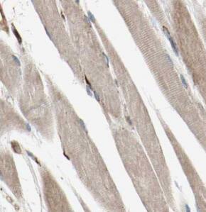 MYPN Antibody - BSA Free