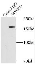 MYOM3 Antibody - BSA Free