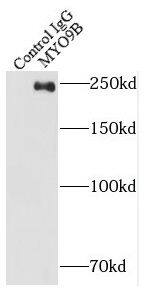 MYO9B Antibody - BSA Free