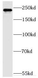MYO9B Antibody - BSA Free