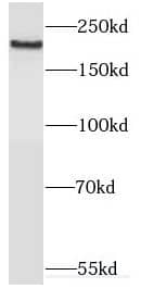 Myosin VIIa Antibody - BSA Free