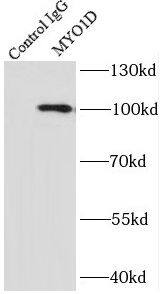 Myosin-Id Antibody - BSA Free