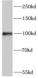 Myosin-Id Antibody - BSA Free