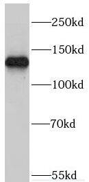 Myosin 1A Antibody - BSA Free