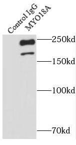 MYO18A Antibody - BSA Free